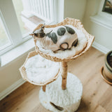 Cotton White variant of the Cento cat tree. Cat sitting on the basket
