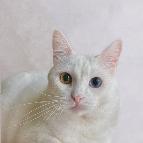 Tofu